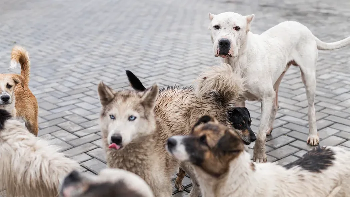 Voluntariat la Humanimals